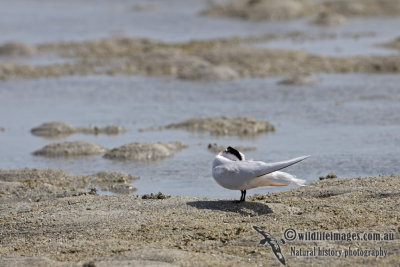 Black-naped Tern a4853.jpg