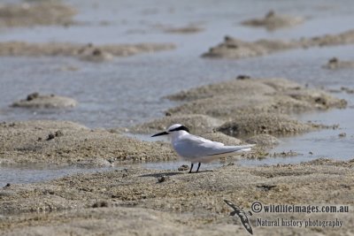 Black-naped Tern a4855.jpg