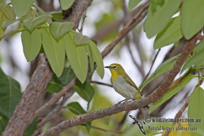 Pale White-eye a4484.jpg