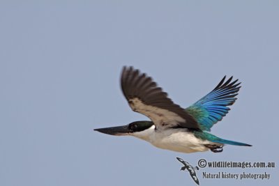 Collared Kingfisher a4758.jpg