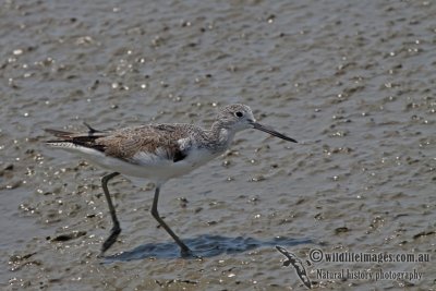 Common Greenshank a5227.jpg