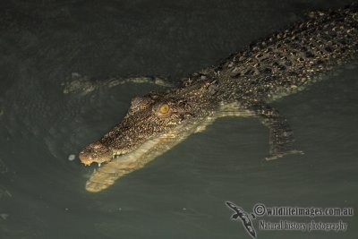 Crocodylus_porosus_a3951.jpg