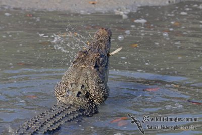 Crocodylus porosus a4100.jpg