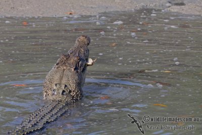 Crocodylus porosus a4107.jpg
