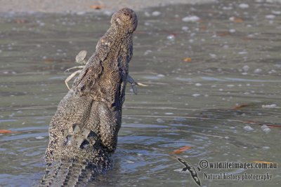 Crocodylus porosus a4113.jpg