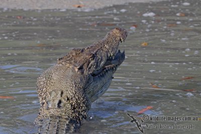 Crocodylus porosus a4115.jpg