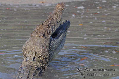 Crocodylus porosus a4117.jpg