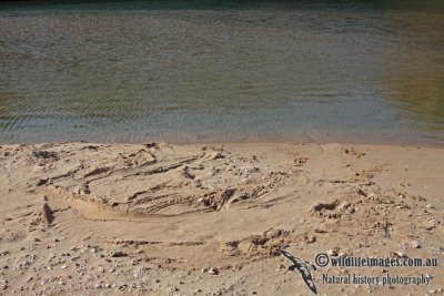 Crocodylus porosus tracks a4173.jpg