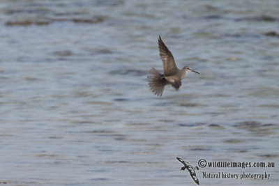 Wandering Tattler a4744.jpg