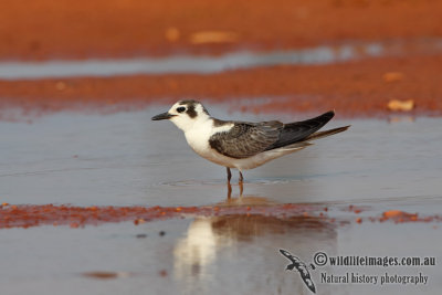 White-winged Black Tern a8655.jpg