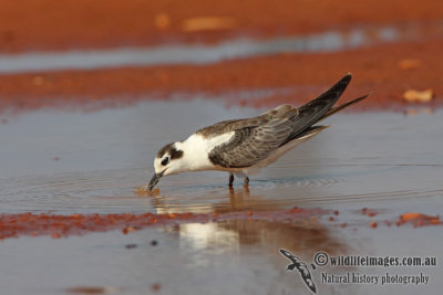 White-winged Black Tern a8657.jpg