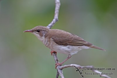 Brown-backed Honeyeater a6434.jpg