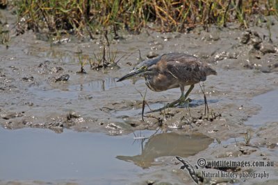 Striated Heron a5157.jpg