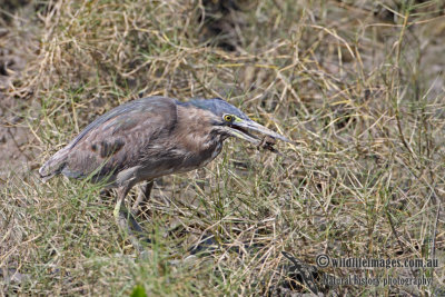 Striated Heron a6654.jpg