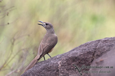 Sandstone Shrike-thrush a8997.jpg