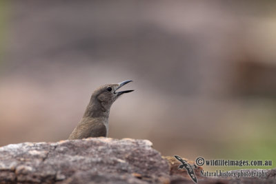 Sandstone Shrike-thrush a9001.jpg