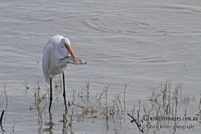 Great Egret a4998.jpg