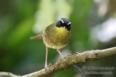 Yellow-throated Scrubwren