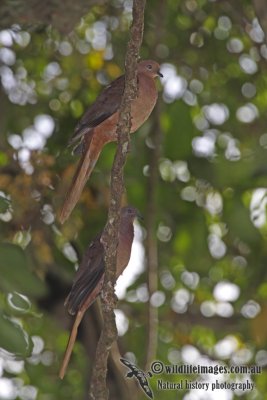 Brown Cuckoo-Dove a7095.jpg