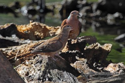 Brown Cuckoo-Dove a7102.jpg