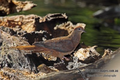 Brown Cuckoo-Dove a7107.jpg