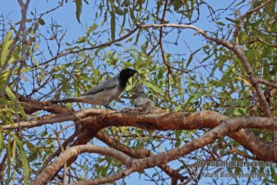 Black-faced Cuckoo-shrike a8375.jpg