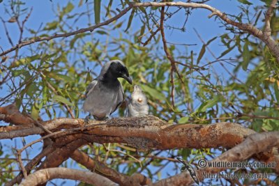 Black-faced Cuckoo-shrike a8383.jpg