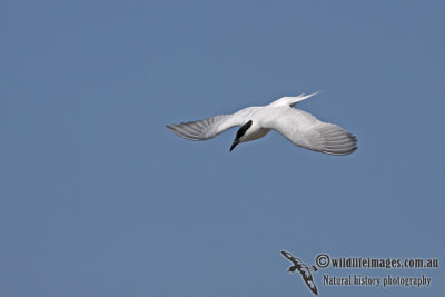 Gull-billed Tern a7665.jpg