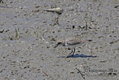 Lesser Sand Plover a6604.jpg