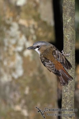Grey-headed Robin a7462.jpg