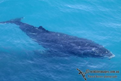 Humpback Whale a3766.jpg