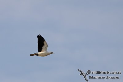 g3/73/838473/3/120237837.LdJL4G3Q.jpg