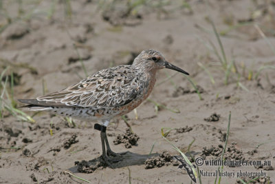 Red Knot a2969.jpg