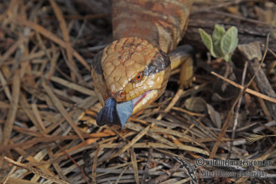 Tiliqua multifasciata a3197.jpg