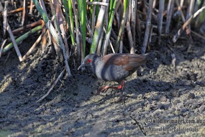 Spotless Crake a9672.jpg