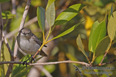 Dusky Gerygone a3416.jpg