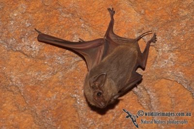 Common Sheathtail Bat a4159.jpg