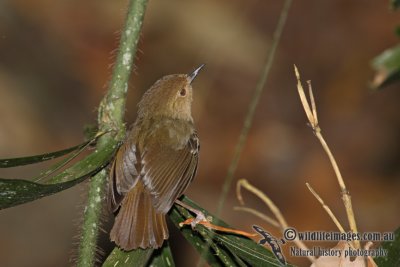 Large-billed Scrubwren a7442.jpg