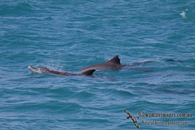 Indo-pacific Bottlenose Dolphin a3864.jpg