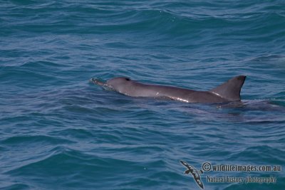 Indo-pacific Bottlenose Dolphin a3874.jpg