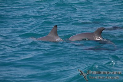 Indo-pacific Bottlenose Dolphin a3895.jpg
