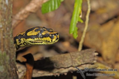 Jungle Carpet Python - Morelia spilota cheynie