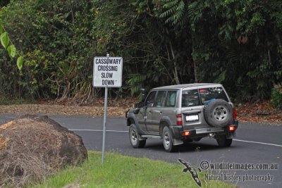 Southern Cassowary a6036.jpg