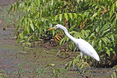 Intermediate Egret a5501.jpg