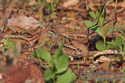 Chestnut-backed Button-quail a9008.jpg