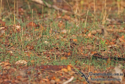 Chestnut-backed Button-quail a9021.jpg