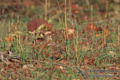 Chestnut-backed Button-quail a9023.jpg