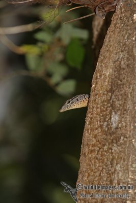 Spotted Tree Monitor - Varanus scalaris