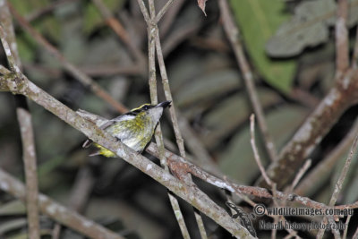 Yellow-breasted Boatbill a6294.jpg