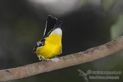 Yellow-breasted Boatbill a7084.jpg